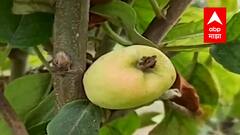 BE Positive : हे काश्मिर नाही..महाराष्ट्र आहे! पुण्यातील इंदापूरमध्ये सफरचंद लागवडीचा यशस्वी प्रयोग