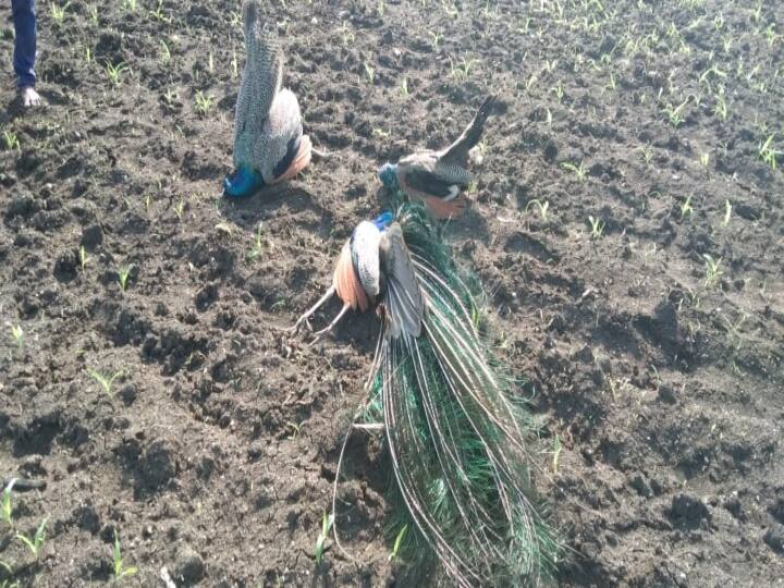 A farmer has been arrested for poisoning 5 peacocks while eating maize in Cuddalore கடலூரில் மக்காச்சோளத்தை தின்றதால் 5 மயில்களை விஷம் வைத்துக் கொன்ற விவசாயி கைது