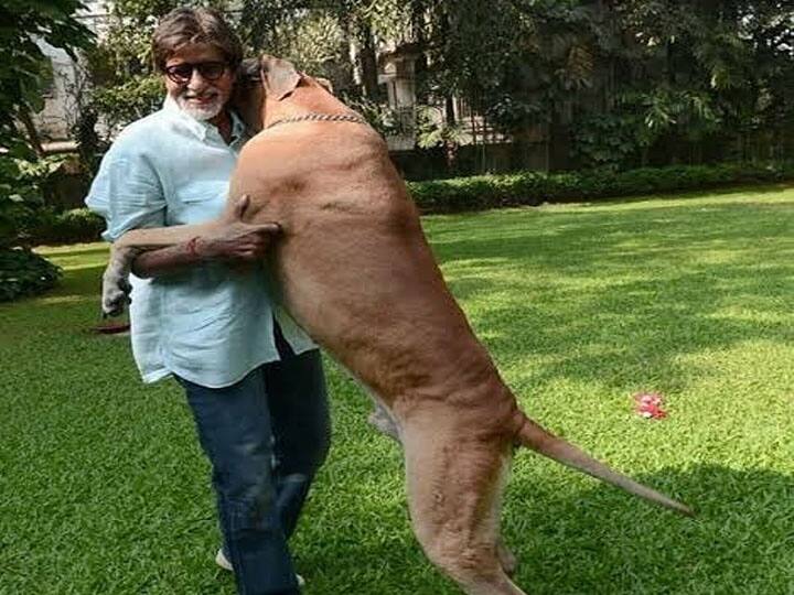 बिग बी के पास शानौक नाम का एक डेन पेट डॉग है. अमिताभ बच्चन को पेट डॉग का बहुत शौक है. वो जानवरों से बेहद प्यार करते हैं.