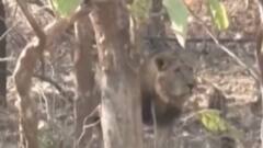 અમરેલીઃ પાંચ સિંહોના રેસ્ક્યુ અંગે સાંસદ કાછડિયાએ શું કર્યો ખુલાસો?,જુઓ ગુજરાતી ન્યૂઝ