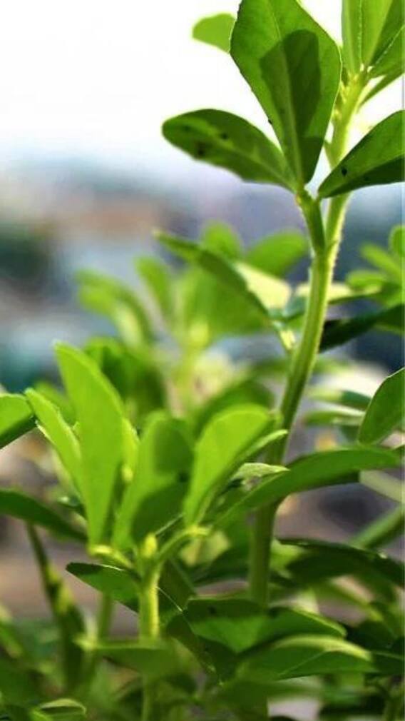 কেন প্রতিদিন খাওয়া দরকার মেথি শাক?