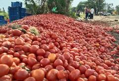 ਸਰਕਾਰੀ ਦਾਅਵਿਆਂ ਦੀ ਖੁੱਲ੍ਹੀ ਪੋਲ! ਟਮਾਟਰਾਂ ਦਾ ਭਾਅ ਦੋ ਕਿੱਲੋ ਵੀ ਨਹੀਂ ਮਿਲ ਰਿਹਾ, ਕਿਸਾਨਾਂ ਨੇ ਸੜਕਾਂ 'ਤੇ ਲਾ ਦਿੱਤੇ ਅੰਬਾਰ