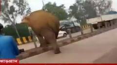 Jhargram: দলমার দলছুট হাতির তাণ্ডবে ৬ নম্বর জাতীয় সড়কে হুলুস্থুল । Bangla News