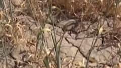 ગુજરાત રાજ્યના 20 જિલ્લામાં કેટલા ટકા વરસાદની છે ઘટ?,જુઓ ગુજરાતી ન્યૂઝ