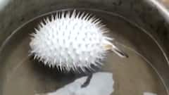 ભરૂચ: હાંસોટમાં માનવ મુખ ધરાવતી માછલી મળી, લોકોમાં કુતૂહલ જોવા મળ્યું