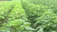 સુરતઃ ભીંડાની ખેતી કરતા ખેડૂતો મુકાયા મુશ્કેલીમાં,વીઘા દીઠ કેટલો થાય છે ખર્ચ?