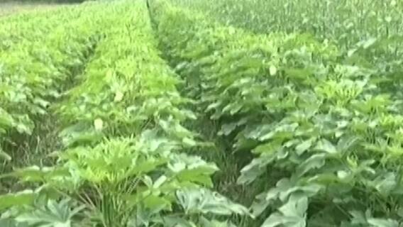 સુરતઃ ભીંડાની ખેતી કરતા ખેડૂતો મુકાયા મુશ્કેલીમાં,વીઘા દીઠ કેટલો થાય છે ખર્ચ?