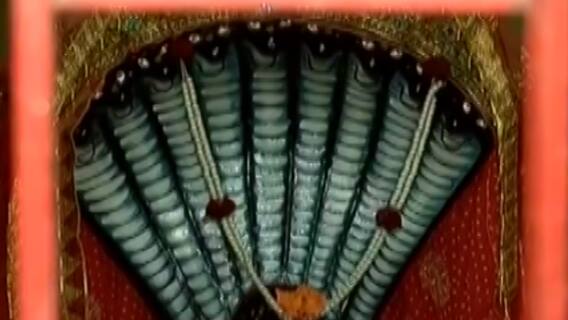 સુરત: રાજ રાજેશ્વરી મંદિરમાં નાગપંચમીની ઉજવણી, શેષનાગની કરાઈ પૂજા