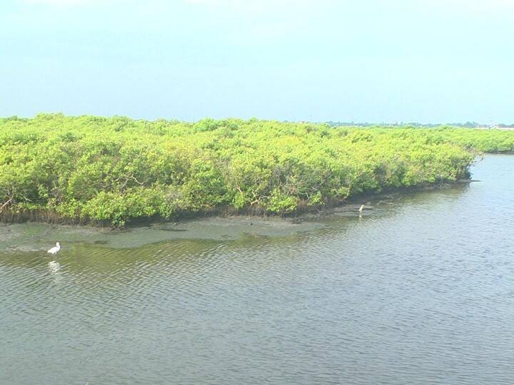 Nomadic afforestation project at the mouth of the Tamiraparani river in Thoothukudi தூத்துக்குடியில் சுனாமியை தடுத்த அலையாத்தி காடுகளில் செயல்படுத்தப்படும் மரம் நடும் திட்டம்