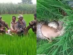 Pilibhit python News: पीलीभीत में हिरण को निगलने की पुरजोर कोशिश में लगा हुआ था विशालकाय अजगर, जानें- आगे क्या हुआ