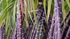 Dehradun :ट्रैक्टर पर सवार होकर विधानसभा पहुंचे कांग्रेस विधायक | ABP Ganga Hindi