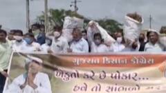 દ્વારકામાં કોંગ્રેસે ખેડૂતોને સાથે રાખી સુકાયેલી મગફળીના કોથળા ભરી કર્યો વિરોધ, જુઓ ગુજરાતી ન્યૂઝ