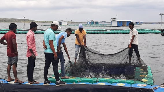 Cage fish farming | मत्स्यपालन व्यवसायात नगरच्या तरुणांची भरारी, थेट दक्षिण आफ्रिकेत माशांची निर्यात Cage fish farming | मत्स्यपालन व्यवसायात नगरच्या तरुणांची भरारी, थेट दक्षिण आफ्रिकेत माशांची निर्यात