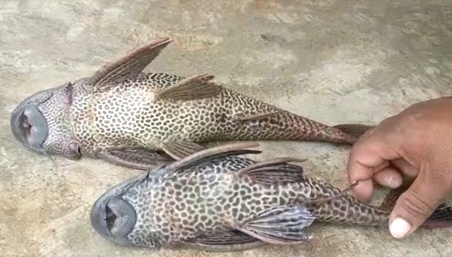 Sucker Mouth Cat Fish: జాలర్లకు చుక్కలు చూపిస్తున్న దెయ్యం చేప... ఇది ఎంత ప్రమాదకరమో తెలుసా!