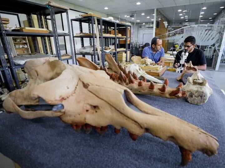 Fossil of previously unknown four-legged whale found in Egypt Four Legged Whale: 'நான்கு கால் திமிங்கலங்கள்' எகிப்தில் கண்டுபிடிப்பு!