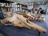 Four Legged Whale: 'நான்கு கால் திமிங்கலங்கள்' எகிப்தில் கண்டுபிடிப்பு!