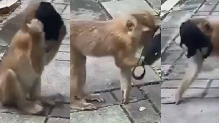 Monkey tries to wear face mask, video goes viral Viral Video: করোনা ভয়! ভাইরাস থেকে বাঁচতে মুখে মাস্ক পরল বাঁদর