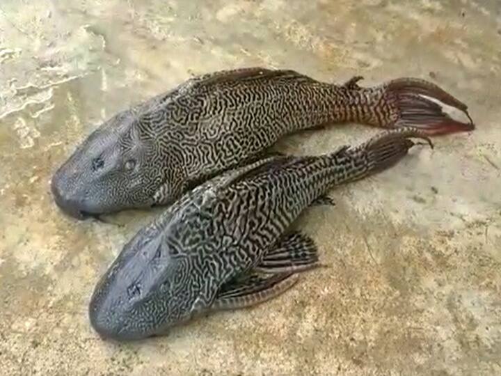 Sucker mouth cat fish found in muktyala krishna river fishermen on fear Sucker Mouth Cat Fish: జాలర్లకు చుక్కలు చూపిస్తున్న దెయ్యం చేప... ఇది ఎంత ప్రమాదకరమో తెలుసా!