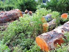 கொடைக்கானல் வனப்பகுதிகளில் சட்டவிரோதமாக வெட்டி கடத்தப்படும் மரங்கள்...!