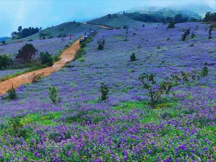 Rare Neelakurinji flowers bloom after 12 years in Karnataka’s Kodagu Neelakurinji Flowers:  కొడగు కొండల్లో నీలకురింజి అందాలు ... పన్నెండేళ్ల తర్వాత వికసించిన వనాలు...  క్యూ కట్టిన ప్రకృతి ప్రేమికులు