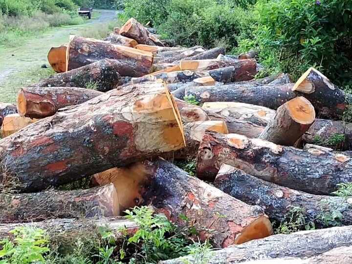 கொடைக்கானல் வனப்பகுதிகளில் சட்டவிரோதமாக வெட்டி கடத்தப்படும் மரங்கள்...!