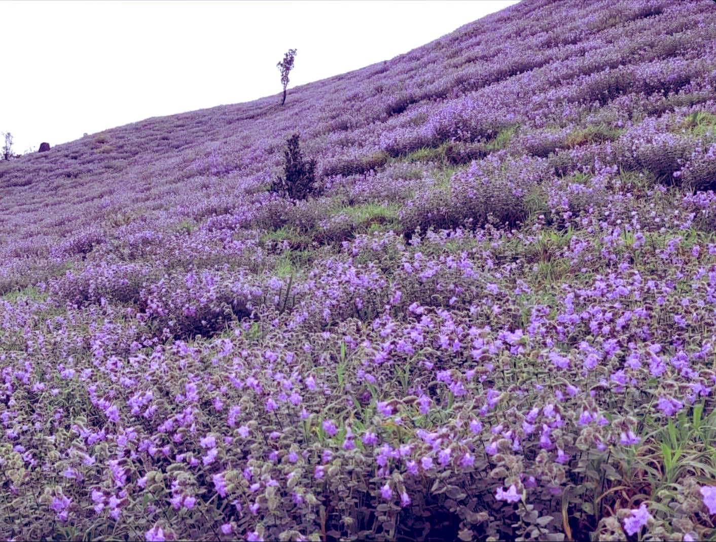 Neelakurinji Flowers:  కొడగు కొండల్లో నీలకురింజి అందాలు ... పన్నెండేళ్ల తర్వాత వికసించిన వనాలు...  క్యూ కట్టిన ప్రకృతి ప్రేమికులు