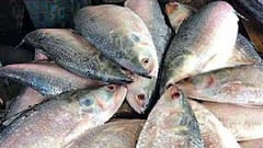 Bangla News: বর্ষার বাজারে মাছের জোগান কম, দামও আগুন