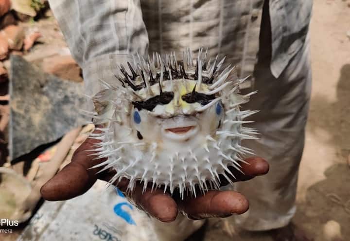 Bharuch : Human face fish found from Kim river of Bharuch , watch video Bharuch : હાંસોટમાં માનવ ચહેરા જેવો આકાર ધરાવતી માછલી મળતાં લોકો જોવા ઉમટ્યા