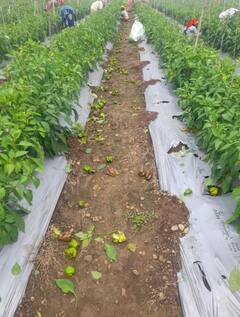PHOTO : 'सांगा कसं जगायचं', शिमला मिर्चीला कवडीमोल भाव! शेतकरीपुत्राची आर्त हाक, तरीही लढण्याचा जज्बा कायम