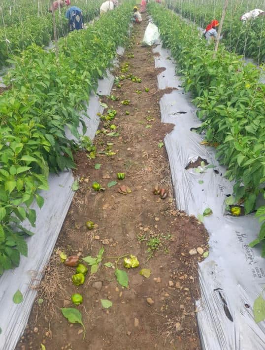 गेल्या काही दिवसांपासून टोमॅटोला भाव मिळत नसल्यानं टोमॅटो रस्त्यावर फेकून दिल्याचे व्हिडीओ व्हायरल होत आहेत. हे केवळ टोमॅटोच्याच बाबतीत नाही तर अन्य पिकांच्या बाबतीत देखील घडतंय.