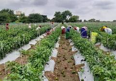 PHOTO : 'सांगा कसं जगायचं', शिमला मिर्चीला कवडीमोल भाव! शेतकरीपुत्राची आर्त हाक, तरीही लढण्याचा जज्बा कायम