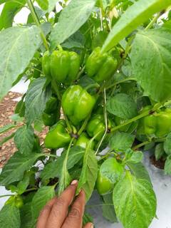 PHOTO : 'सांगा कसं जगायचं', शिमला मिर्चीला कवडीमोल भाव! शेतकरीपुत्राची आर्त हाक, तरीही लढण्याचा जज्बा कायम