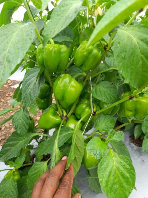 सोलापूरच्या मोहोळ तालुक्यातील शेतकरी अमर चव्हाण यांनी कर्ज काढून शिमला मिर्चीचं उत्पादन घेतलं. मात्र भाव नसल्याने मोठ्या प्रमाणावर माल फेकून द्यावा लागत आहेत. अमर चव्हाण यांनी फेसबुकवर पोस्ट करत सांगा कसं जगायचं म्हणत प्रशासनाला सवाल केला आहे.