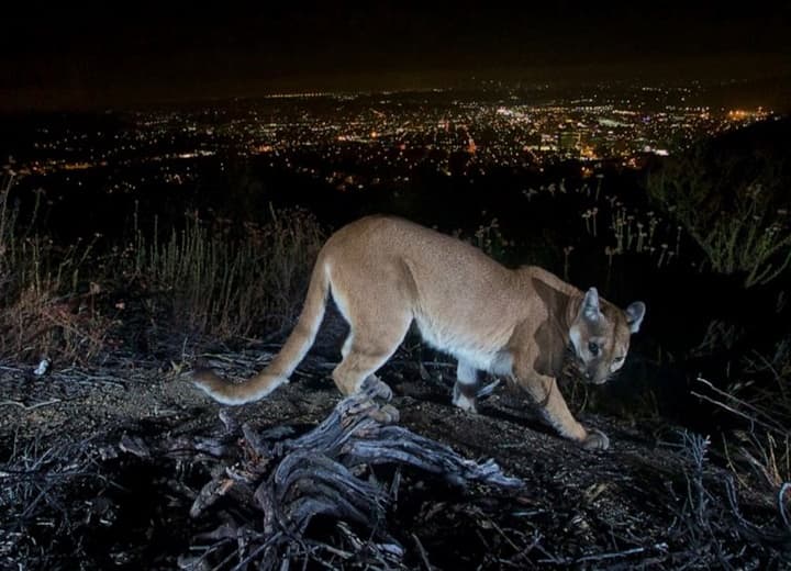 Mountain lion killed after attacked child in California குழந்தையை தாக்கிய மலை சிங்கம்: சுட்டுக்கொன்ற அதிகாரிகள்!
