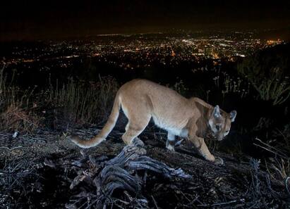 Mountain lion killed after attacked child in California குழந்தையை தாக்கிய மலை சிங்கம்: சுட்டுக்கொன்ற அதிகாரிகள்!