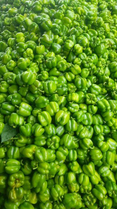त्यांनी पोस्टमध्ये म्हटलंय की, औषधांच्या उधारींनी लाखभराचा टप्पा ओलांडला आहे,दुकानदारांची देणी  द्यायला पुन्हा नवीन पर्याय शोधत फिरावे लागणार अस दिसतंय, हे उभं पीक नांगरून दुसरं कांही कराव,अस कोणत्याच पिकाला भविष्य दिसत नाही,गेल्या वर्षभरात घरात सगळ्यांना दाखवलेल्या स्वप्नांवर पाणी ओतावे लागणार आहे, लेकराबळांना चांगल्या शाळेत पाठवायचा केलेला निश्चय  पुन्हा गुंडाळायला  लागणार दिसतंय, सरकारी दरबारी फक्त आरोपांच्या फैरी शिवाय कांही दिसत नाही,सरकार कोणाचेही असो आपल्याला शेतकऱ्यांना कोणीच वाली नाही,