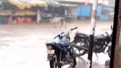 પૂર્વ કચ્છના વિસ્તાર મેઘ મહેર, ખેડૂતો થયા ખુશ, જુઓ ગુજરાતી ન્યૂઝ