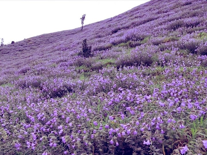 Did You See The Coorg Neelakurinjis? These Flowers Bloom Only Once In 12 Years | See Photos