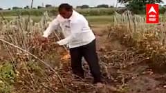 टोमॅटोला भाव नसल्यानं शेतकरी संकटात, टोमॅटोच्या शेतात मेंढ्या चरायला सोडण्याची वेळ : ABP Majha