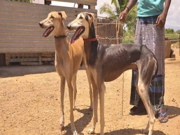 Know about interesting information about Kanni dogs ’கன்னி நாய் கன்னிப் பெண்ணுக்கு சீதனமாக தரப்பட்டதா?’  உண்மையில் நடைமுறையில் இருந்த வழக்கம் என்ன..?