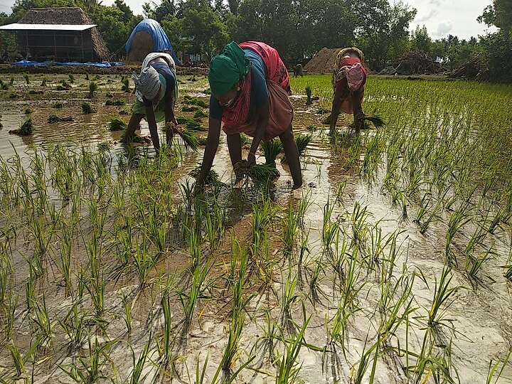 ’திருவாரூரில் சிறுகுறு கால்வாய்களை தூர்வாரினால் மட்டுமே சம்பா சாகுபடி சாத்தியம்’