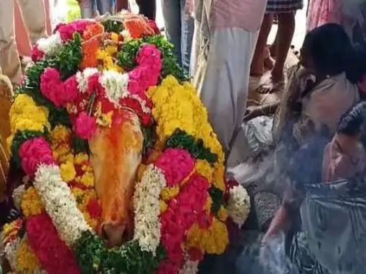 Krishnagiri The death of Nandi Deva who had amassed victories in many districts Tribute to public tears மூன்று மாவட்ட மக்களை சோகத்தில் ஆழ்த்திய நந்திதேவா காளையின் இறப்பு.. ஏன் தெரியுமா?