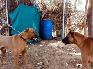 குற்றங்களை தடுக்க வனத்துறையில் வெளிநாட்டு நாய்களுக்கு பதிலாக நாட்டு நாய்களுக்கு பயிற்சி...!