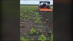 Osmanabad : पावसाची ओढ, बळीराजाचा संताप! उस्मानाबादमध्ये 4 हेक्टरवरील उडीद पीकावर फिरवला नांगर