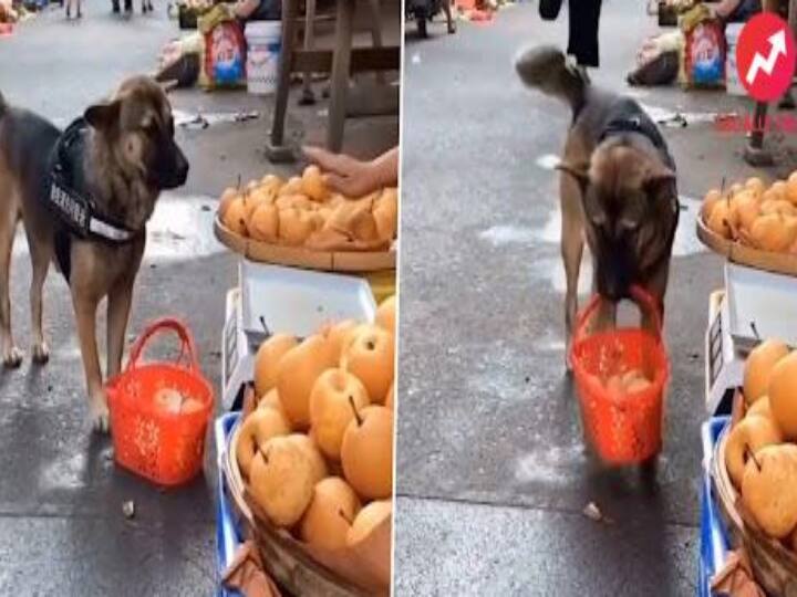 Dog Bargains While Buying Apples From Vendor, Then Walks Away With Preggo ‘Wife’, Watch Cute yet Funny Animal Video! ’இதுதான்க்கா விலை.. போக்கா...’ இண்டர்நெட்டில் ஹிட்டடிக்கும் செல்ல நாய்க்குட்டியின் சைகை மொழி..!