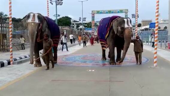 TTD Elephants:   తిరుమలలో ఘీంకారించిన గజరాజులు.. భయంతో పరుగులు తీసిన భక్తులు