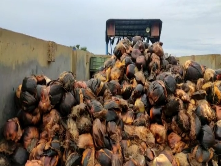 உத்திரமேரூர் அருகே ஏரிக்கரைகளில் 3000 பனை விதை நடும் விழா...!