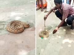 Russell’s Viper Snake: क्या हुआ जब पटना के गंगा घाट पर आ गया विश्व का तीसरा खतरनाक सांप? देख के ही हो जाएगी सिहरन