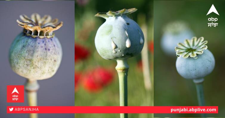 Opium prices will go up now,  Taliban have banned poppy cultivation ਹੁਣ ਚੜ੍ਹਨਗੇ ਅਫ਼ੀਮ ਦੇ ਰੇਟ! ਤਾਲਿਬਾਨ ਨੇ ਕੀਤੀ ਅਫੀਮ ਦੀ ਖੇਤੀ ਬੈਨ