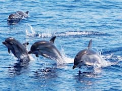 அழிந்து வரும் டால்பீன்களை காக்க  மன்னர் வளைகுடாவில் பவளப்பாறைகளை சுத்தப்படுத்தும் பணி தீவிரம்